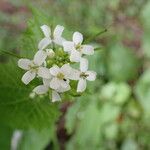 Alliaria petiolata Blüte