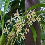 Coelogyne trinervisFlower