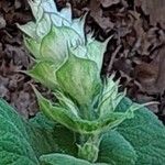 Salvia sclareaFlower