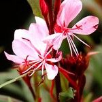 Gaura lindheimeri Blüte