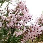 Erica multifloraമറ്റ്