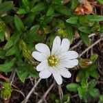 Cerastium alpinum Blüte