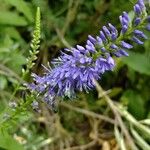 Veronica bachofenii Flor