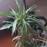 Dracaena fragransFuelha
