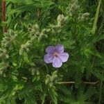 Geranium erianthum Flower