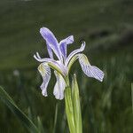 Iris missouriensis Fleur