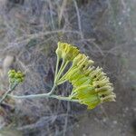 Asclepias subulata 花