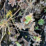 Potentilla nivalis Levél