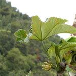 Cecropia schreberiana Hoja