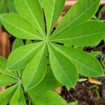 Lupinus perennis Blad