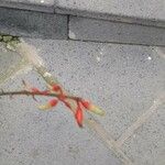 Gasteria disticha Flower