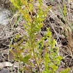 Vaccinium myrsinites Leaf