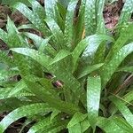 Carex plantaginea Leaf