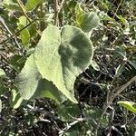 Abutilon palmeri Leht