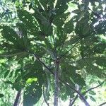 Acropogon grandiflorus 葉