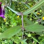 Lathyrus tingitanus Blatt