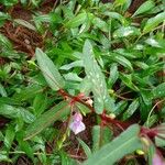 Impatiens rosea Leaf