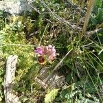 Ophrys tenthredinifera Цвят