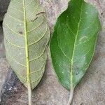 Sparattosyce dioica Leaf