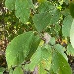 Ulmus rubra Leaf