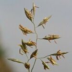 Festuca pallens Otro