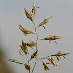 Festuca pallens Autre