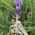 Muscari matritense Квітка