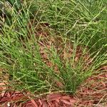 Equisetum scirpoides ഇല