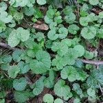 Hydrocotyle sibthorpioides Leaf