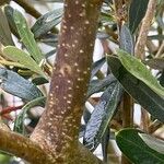 Olea europaea Žievė