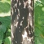 Amorphophallus konjac Bark