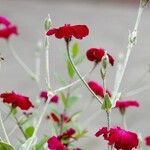 Silene coronaria Vekstform