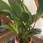 Aspidistra elatiorFuelha