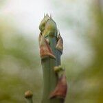 Agave sisalana Cortiza