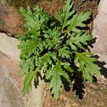 Senecio squalidus Libunga