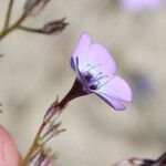 Gilia tenuiflora 花