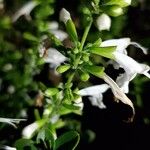 Salvia coccinea മറ്റ്