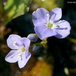 Veronica americana Blomma