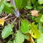 Mummenhoffia alliacea Blad