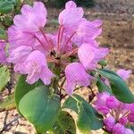 Rhododendron orbiculare Kvet