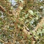 Ficus sycomorus Fruit