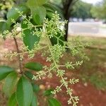 Ligustrum japonicum Flower