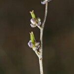 Triglochin laxiflora Anders