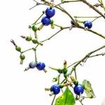 Psychotria suterella Fruto