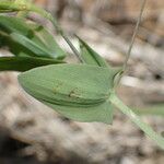 Lathyrus aphaca Lapas