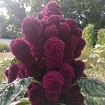 Amaranthus caudatusFlower