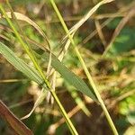 Brachypodium sylvaticum Lapas