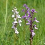 Anacamptis palustris Hábito