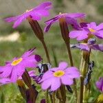 Primula involucrata Flower