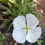 Oenothera tetraptera Flower